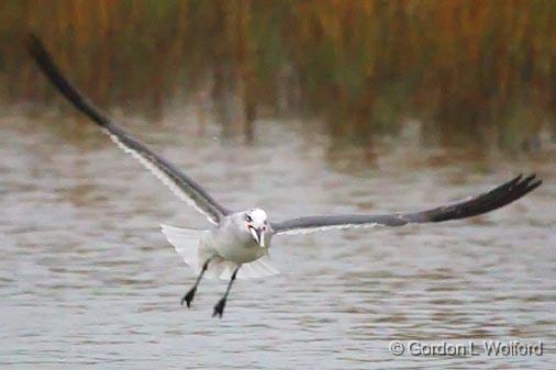 Squawking Gull In Flight_33474.jpg - Photographed along the Gulf coast near Port Lavaca, Texas, USA.